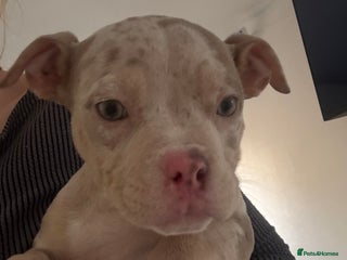 American Bully dogs Pocket bully puppies - last female left - Advert 9