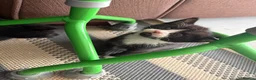 Mixed Breed cats for sale: Beautiful little boy  - Advert 5