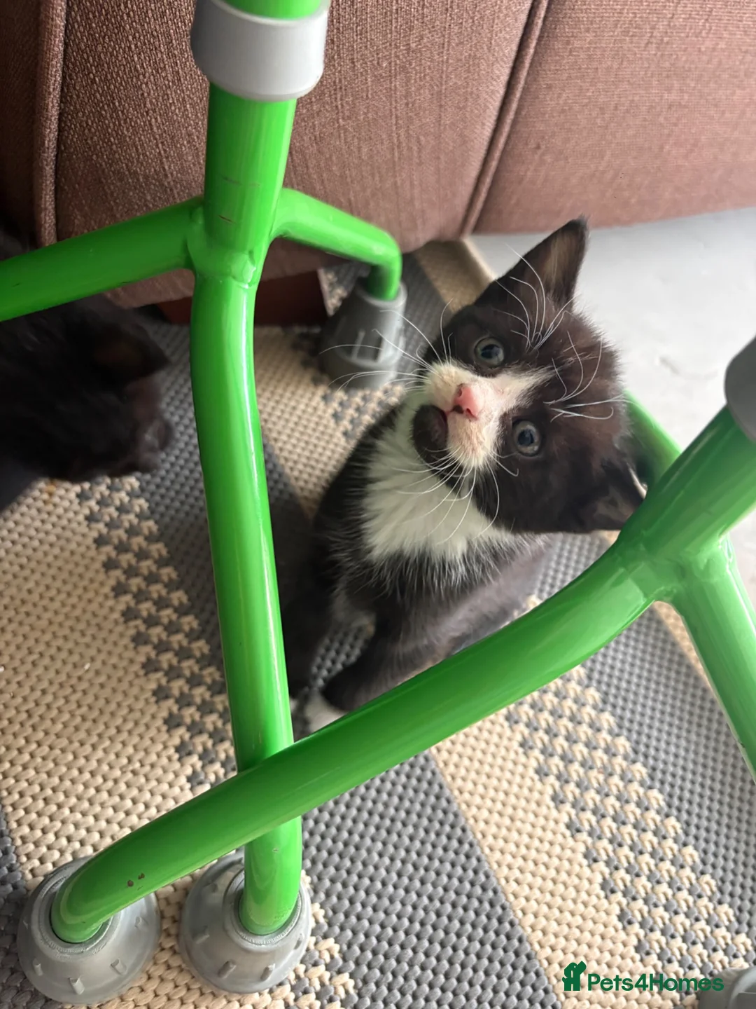 Mixed Breed cats for sale: Beautiful little boy  - Advert 5
