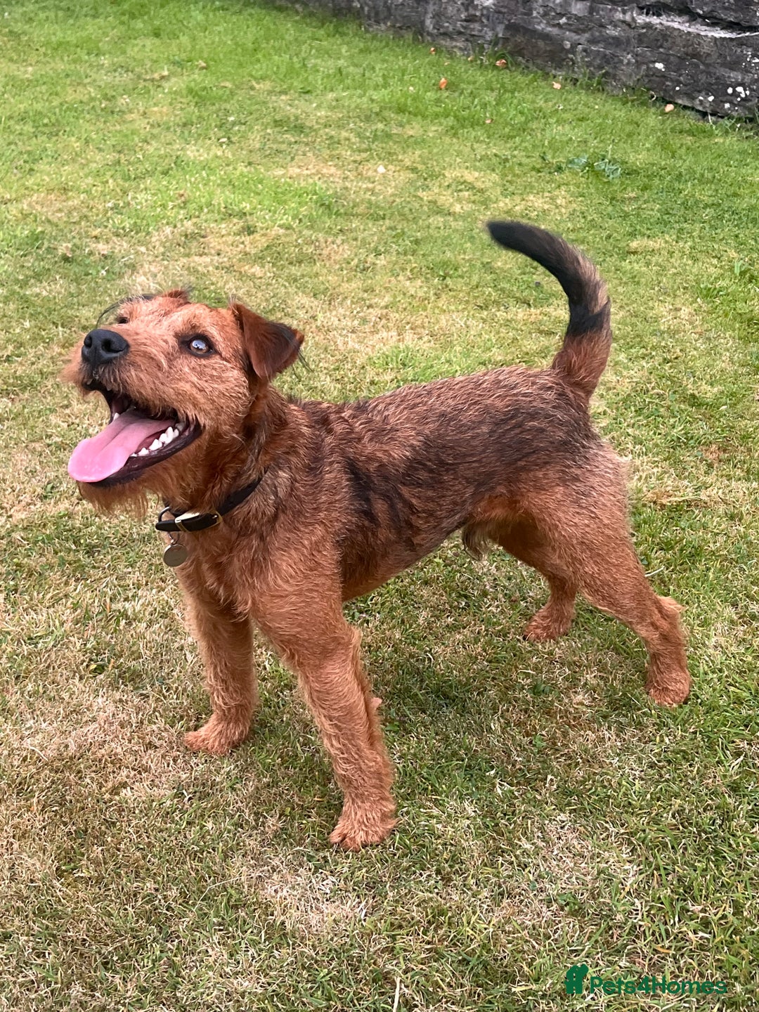 Lakeland Terrier dogs for sale: Gorgeous George  - Image 6