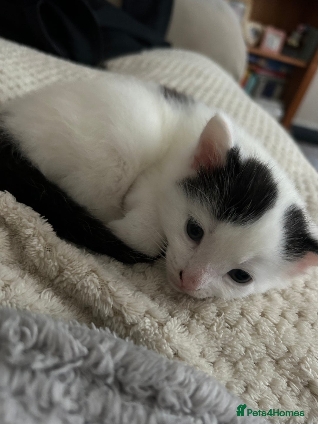 Norwegian Forest Cat cats for sale: Female kitten for sale  - Advert 5