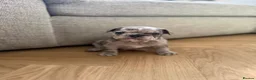 French Bulldog dogs for sale: KC/DWKC Registered French Bulldog Puppies - Advert 16