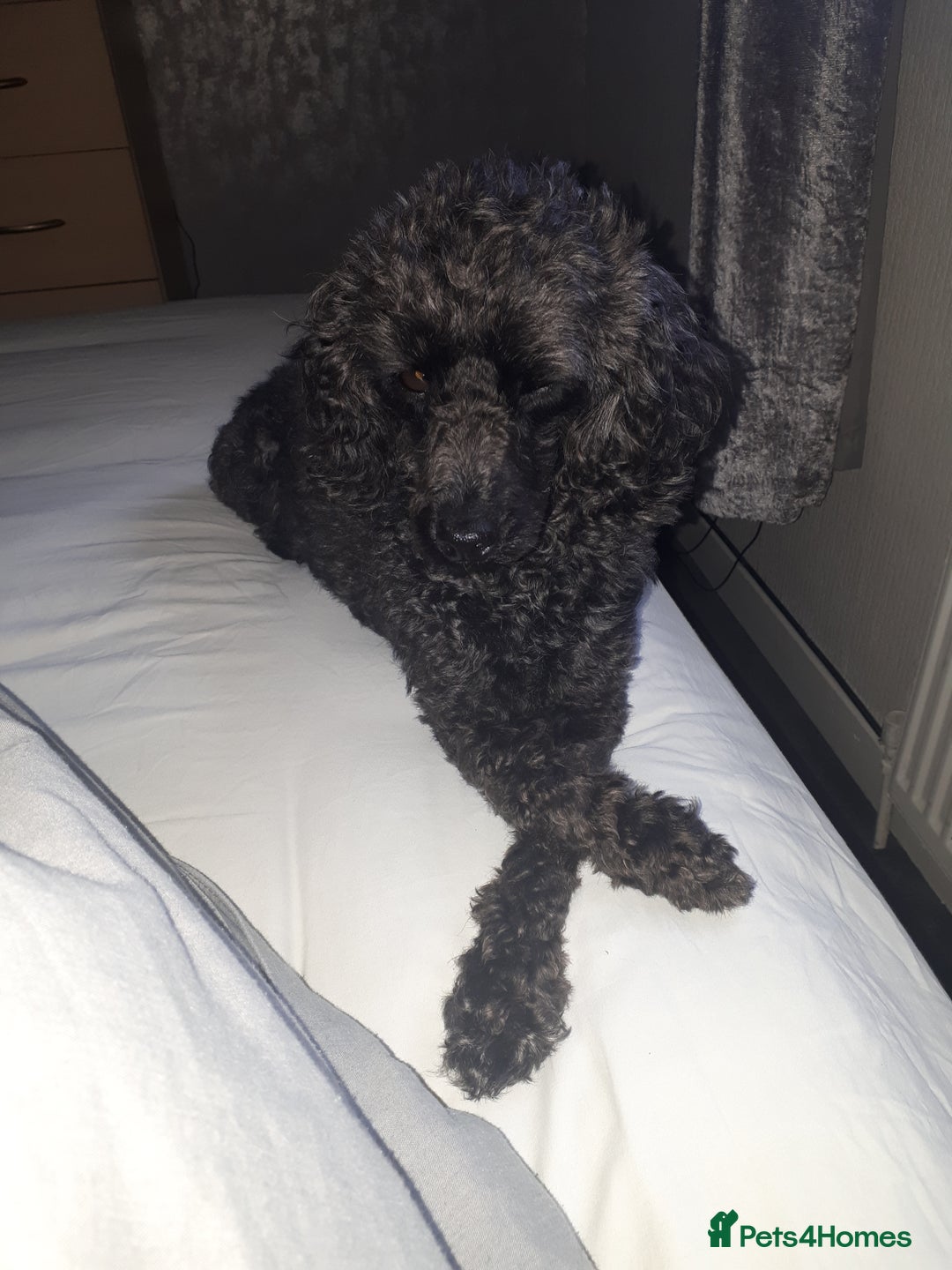 Poodle dogs for sale: Poodle's - Advert 16