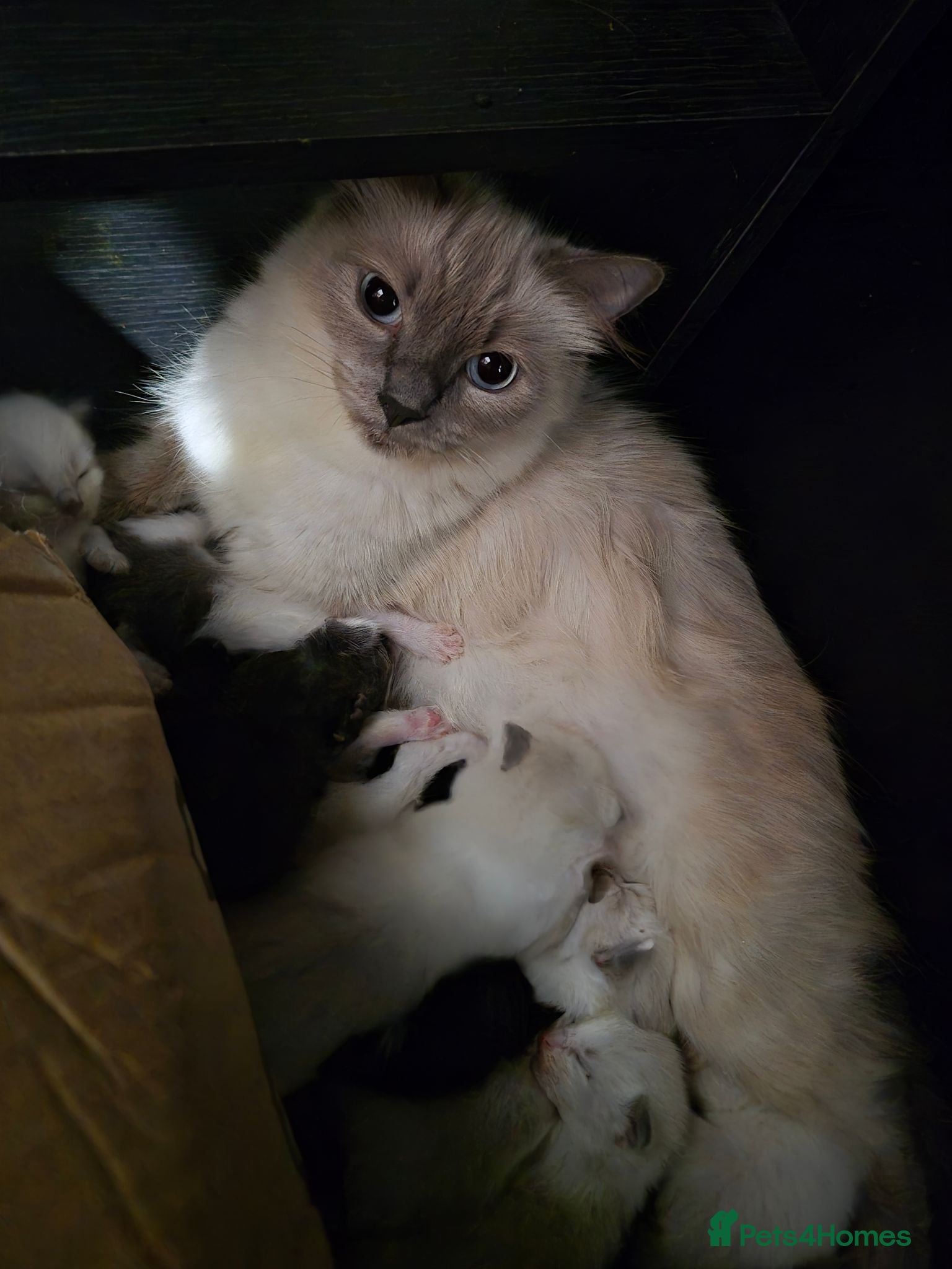 Norwegian Forest Cat cats Ragdoll x Norwegian forest kittens - Advert 1