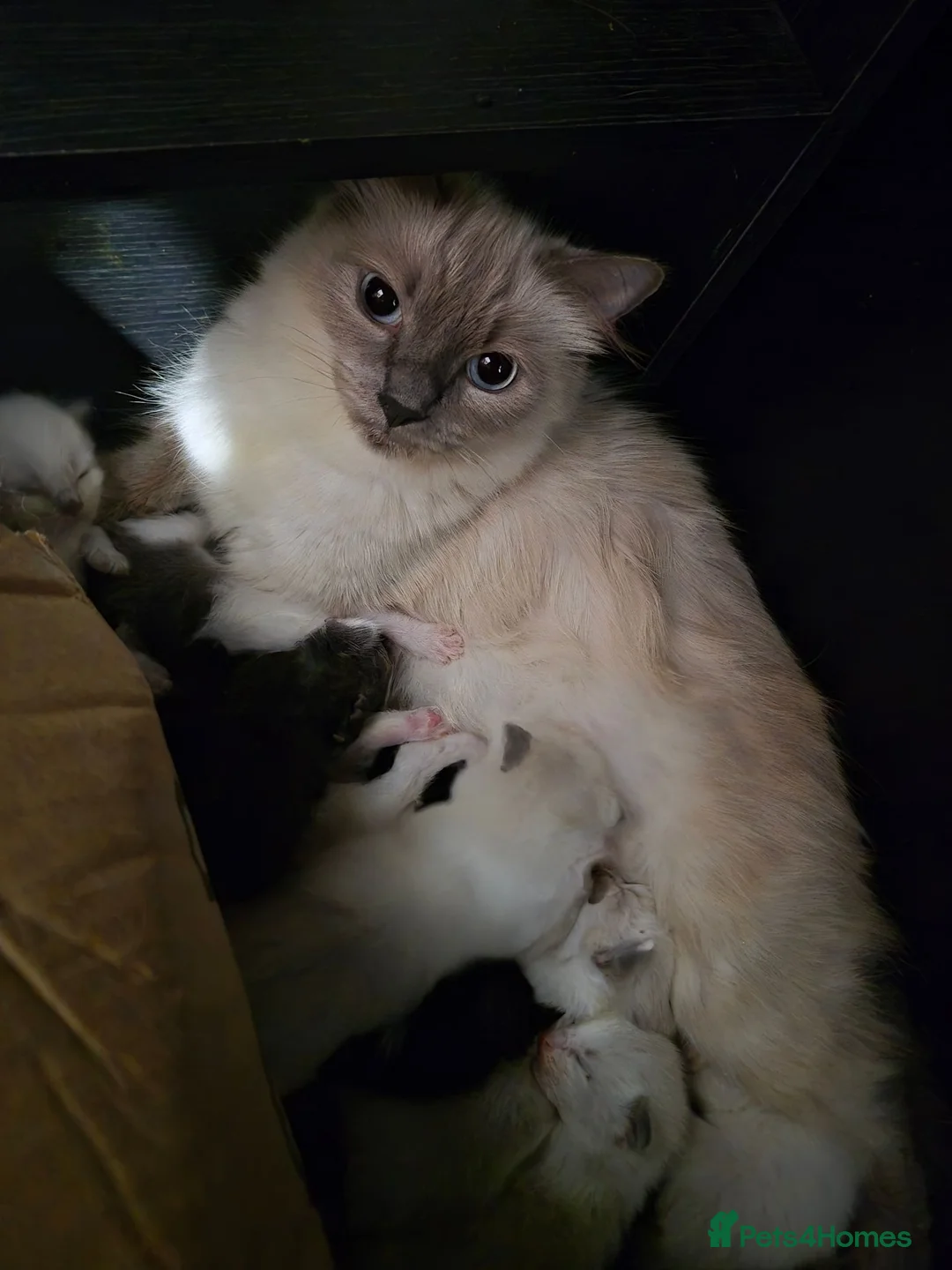 Norwegian Forest Cat cats for sale: Ragdoll x Norwegian forest kittens - Advert 1