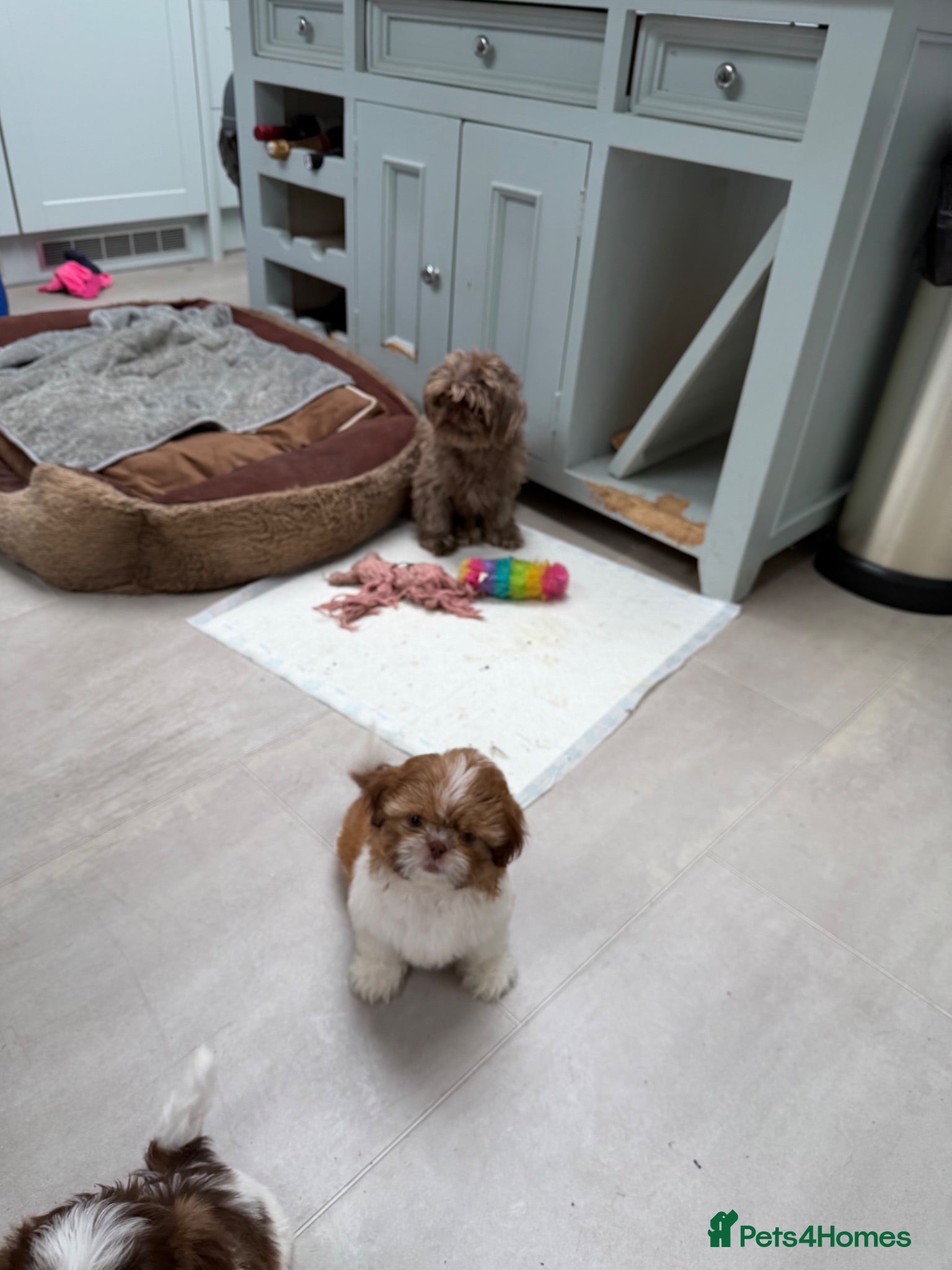 Shih Tzu dogs Imperial Shih Tzu pups for sale  - Advert 1