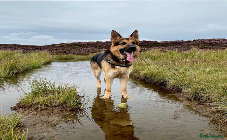 German Shepherd dogs - Advert 14
