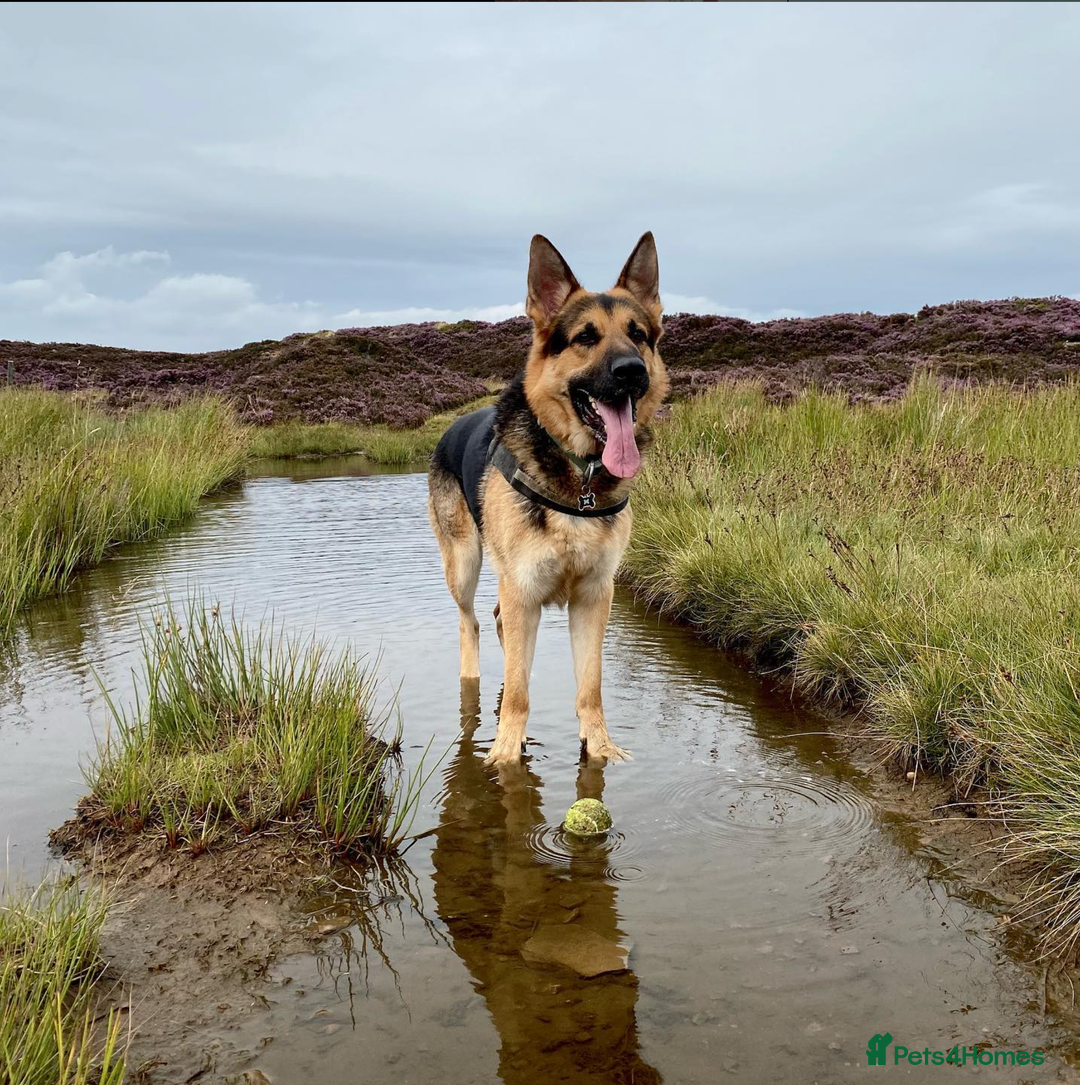German Shepherd dogs for sale: German Shepherd for rehoming - Image 1