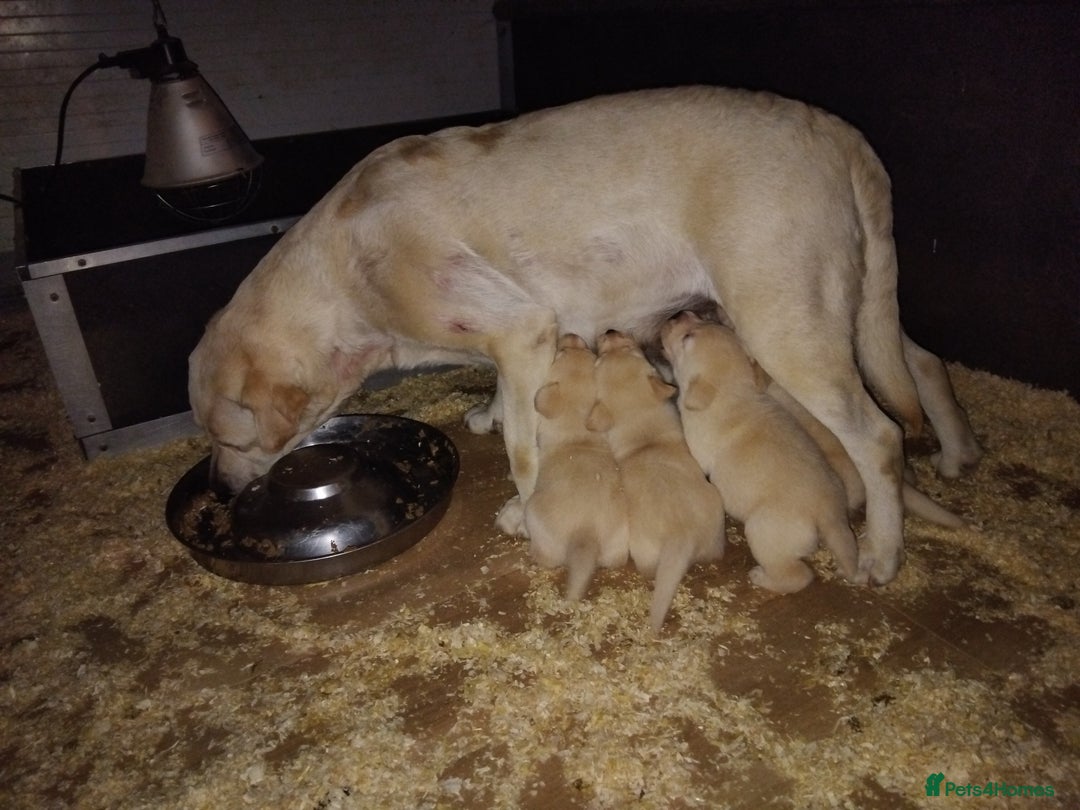 Labrador Retriever dogs for sale: Beautiful heavy chunky puppies  - Image 5