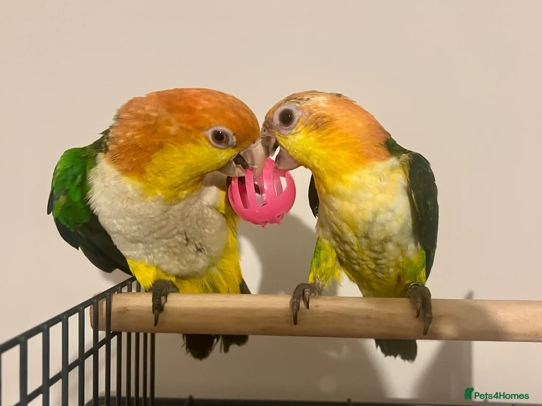 Parrots birds for sale: Bonded pair of yellow thighed caiques  - Advert 1