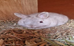 Netherland Dwarf rabbits for sale: Various Netherland Dwarfs available from £20 - Image 38