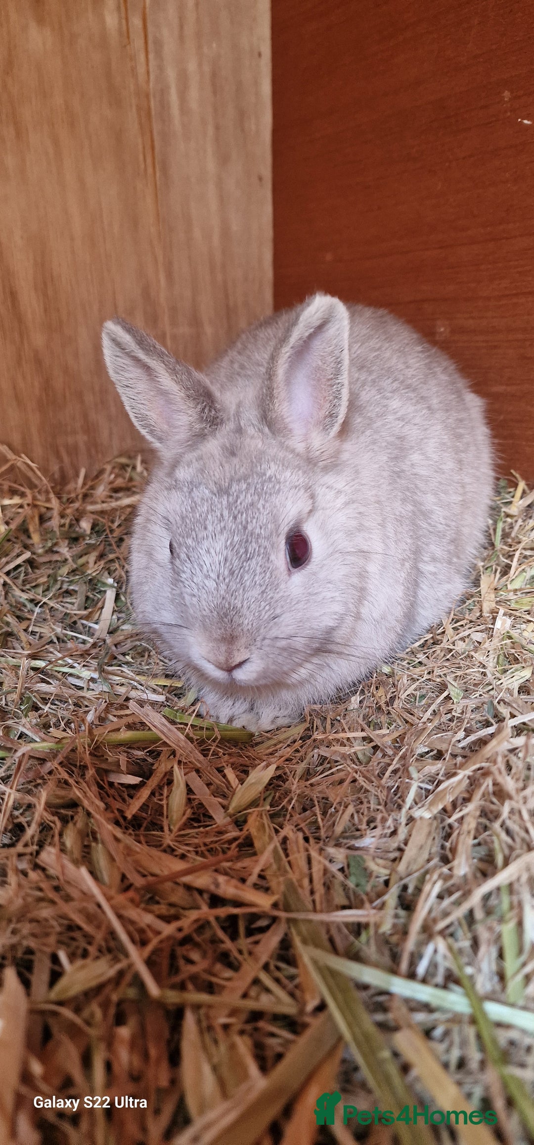 Netherland Dwarf rabbits for sale: Various Netherland Dwarfs available from £20 - Image 38