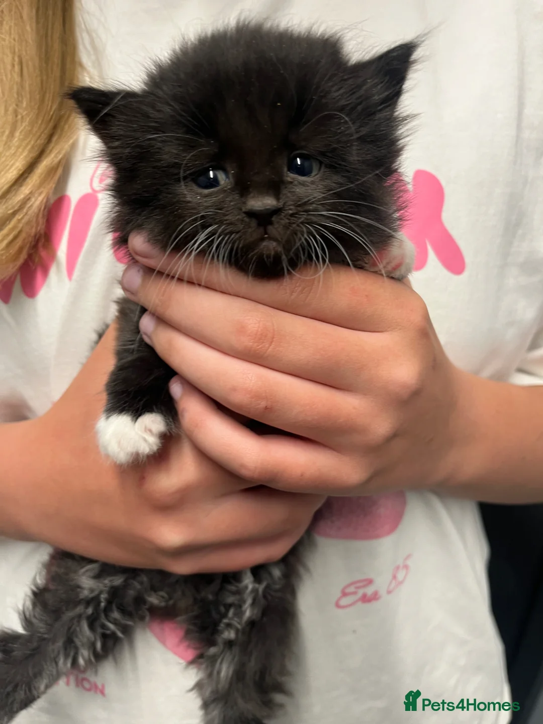 Mixed Breed cats for sale: Ready to go  - Advert 1