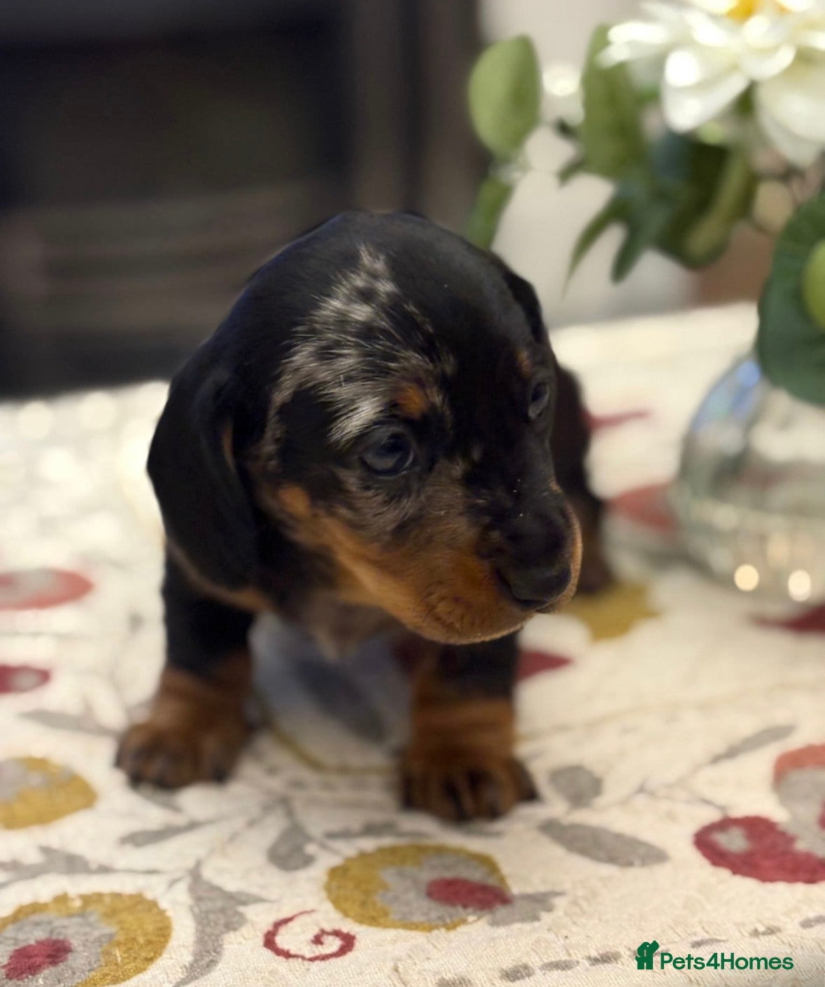 Dachshund dogs Smooth haired miniature Dachshunds 🐶😍 - Advert 2