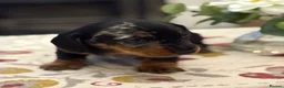 Dachshund dogs for sale: Smooth haired miniature Dachshunds 🐶😍 - Advert 5