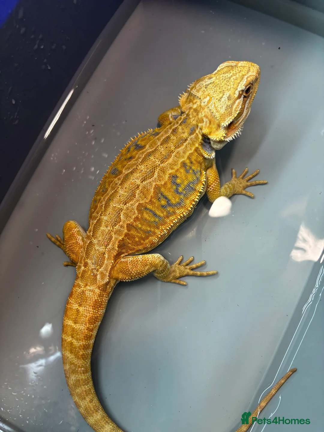 Bearded Dragon reptiles for sale: FEMALE Yellow blue bar  - Advert 1
