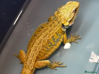 Bearded Dragon reptiles FEMALE Yellow blue bar - Advert 9
