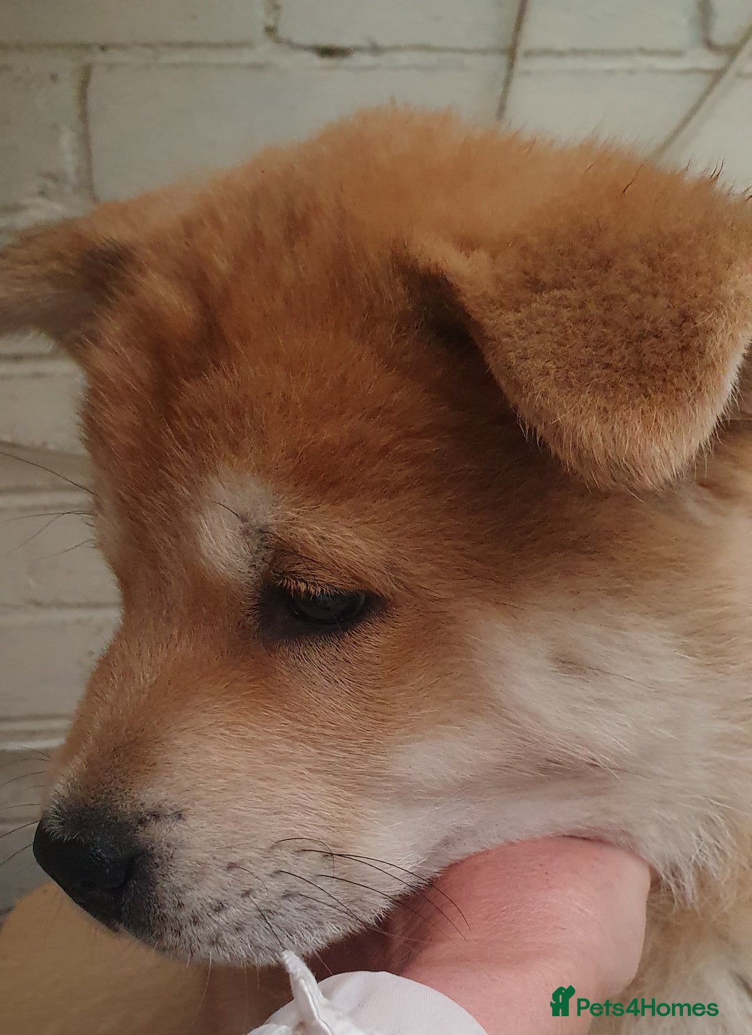 Mixed Breed dogs for sale: Chowsky puppies ready to go chow x siberian husky - Advert 34