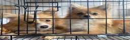 Mixed Breed dogs for sale: 2 Pomeranians girls for sale  - Advert 5