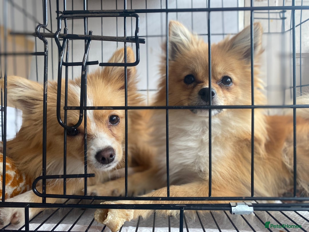 Mixed Breed dogs for sale: 2 Pomeranians girls for sale  - Advert 5