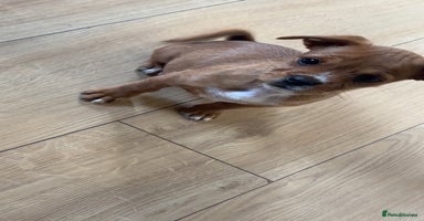 Jug dogs - Advert 4
