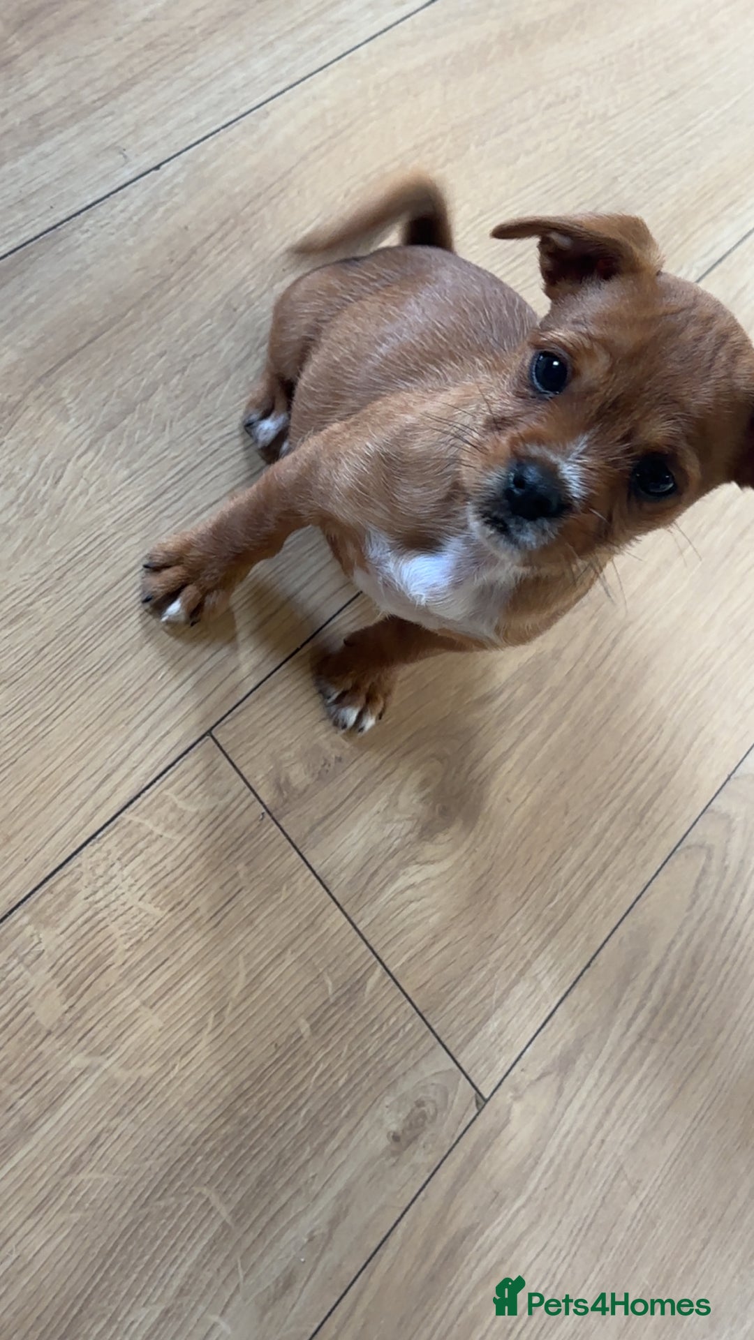 Jug dogs for sale: Last female jug puppy ready now  - Image 3