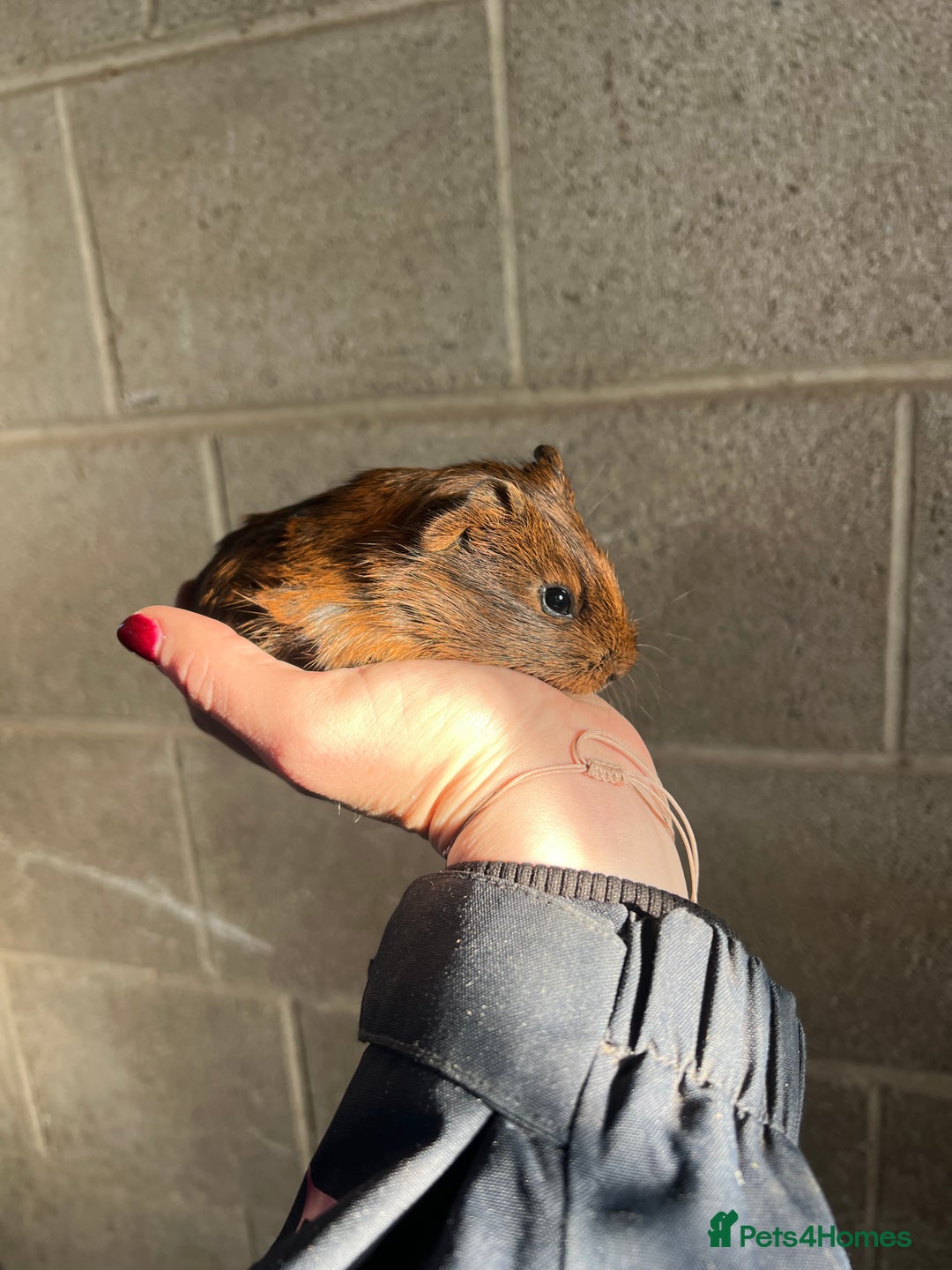 Guinea Pig rodents for sale: Three lovely boys looking for their forever home!  - Advert 9