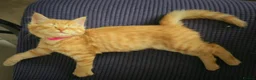 Mixed Breed cats for sale: Beautiful Fluffy Orange Kitten - Advert 2