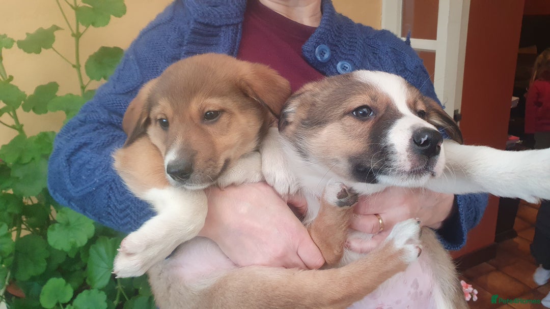 Border Collie dogs for sale: Gorgeous Border Collie Puppies! - Advert 5