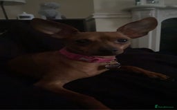 Chihuahua dogs for sale: 2 beautiful small girls needing a loving home - Image 2