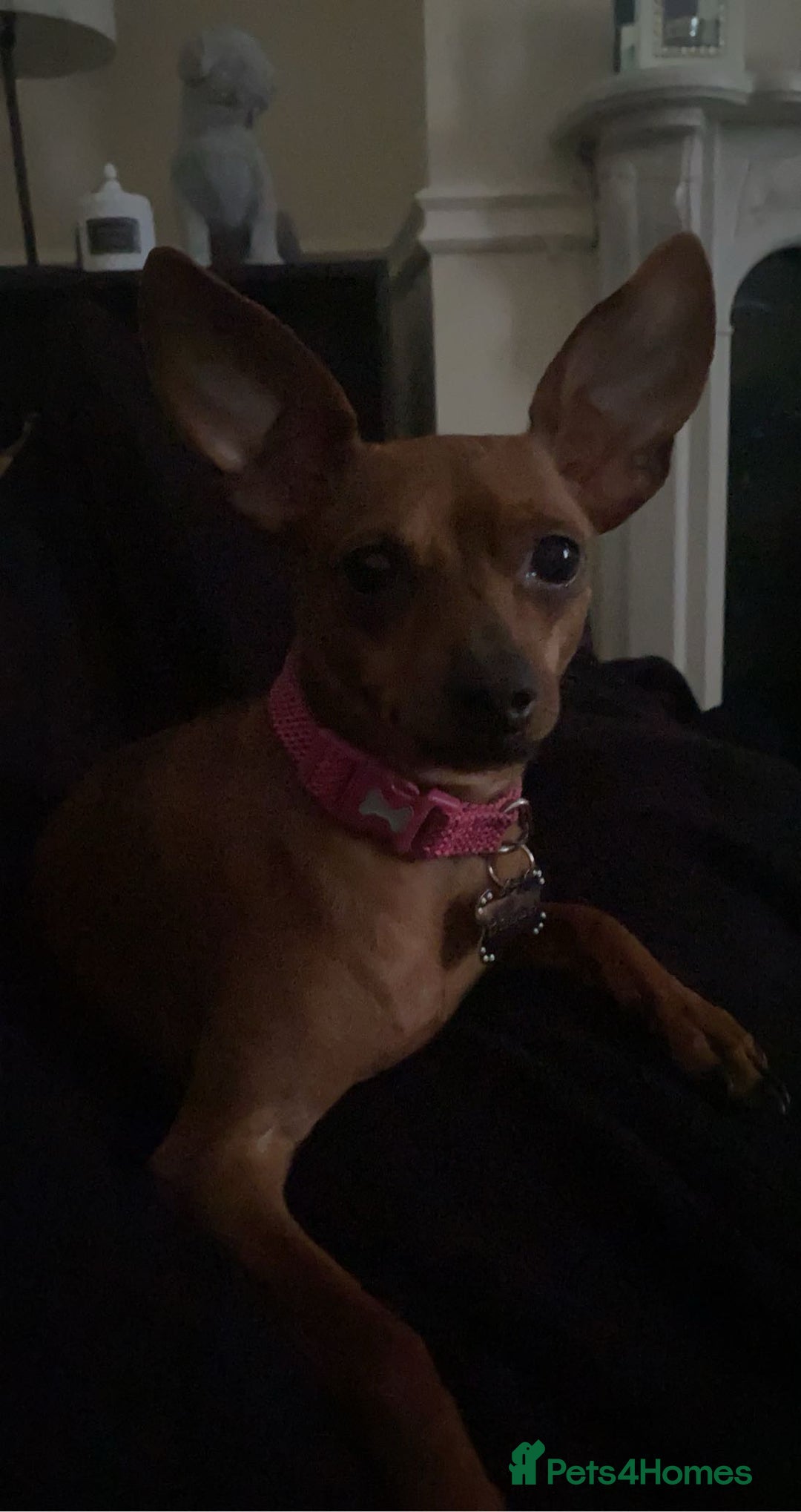 Chihuahua dogs for sale: 2 beautiful small girls needing a loving home - Image 2