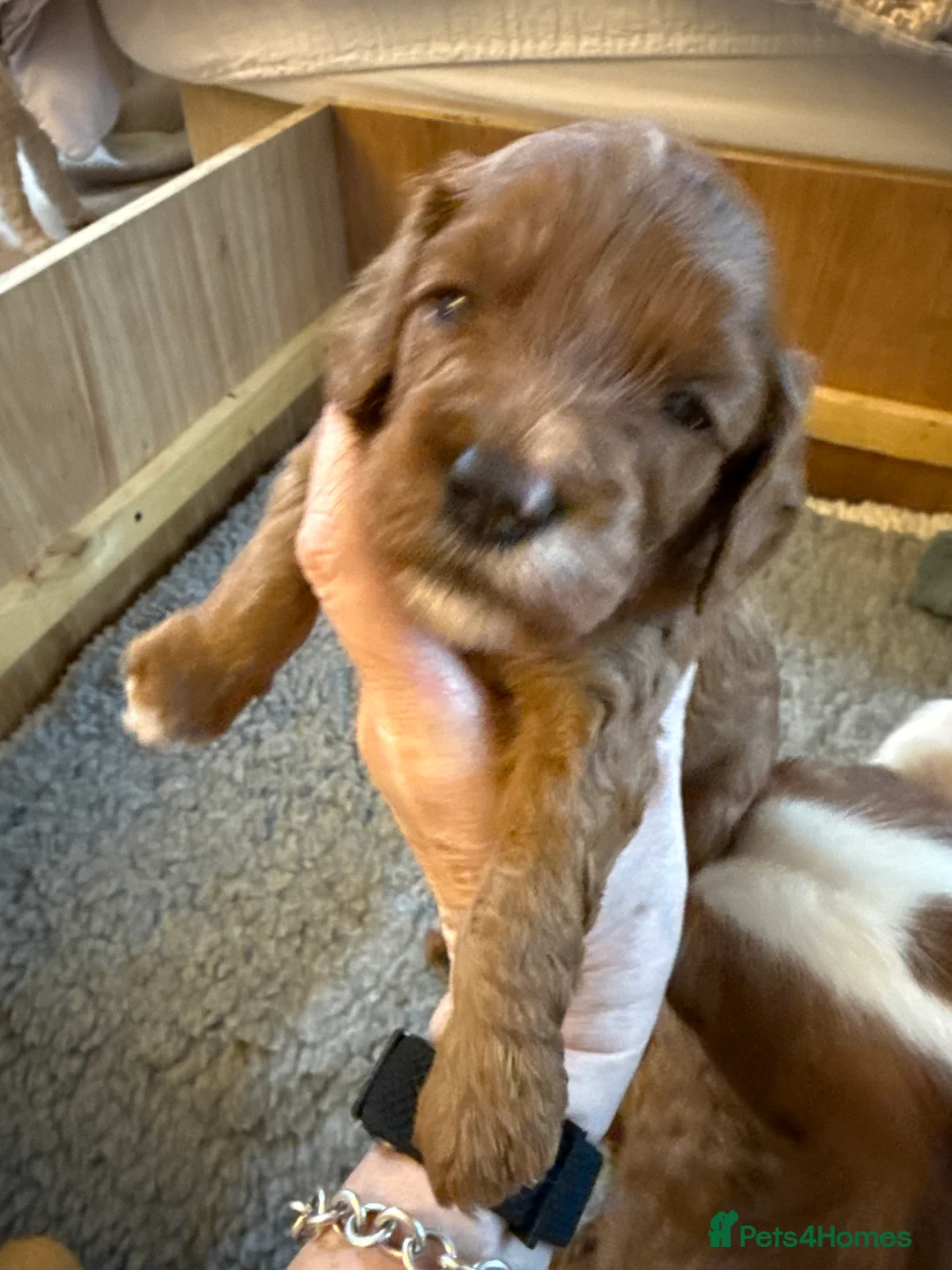Cavapoo dogs for sale: F1 Red Toy Cavapoo puppies  - Advert 2