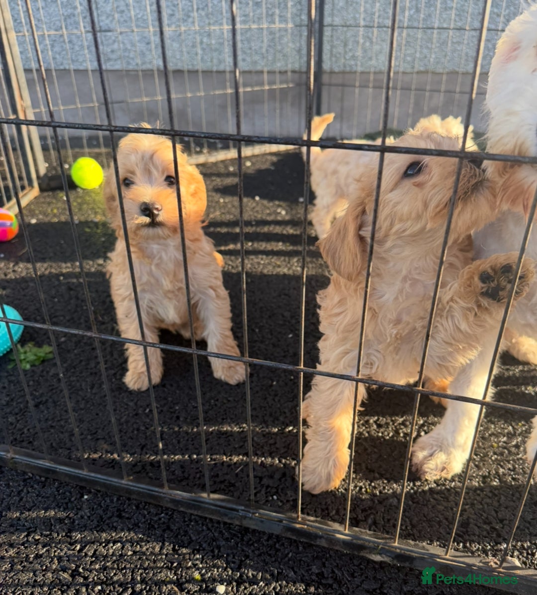 Mixed Breed dogs for sale: Toy/Mini Schnoodle Puppies  - Advert 8