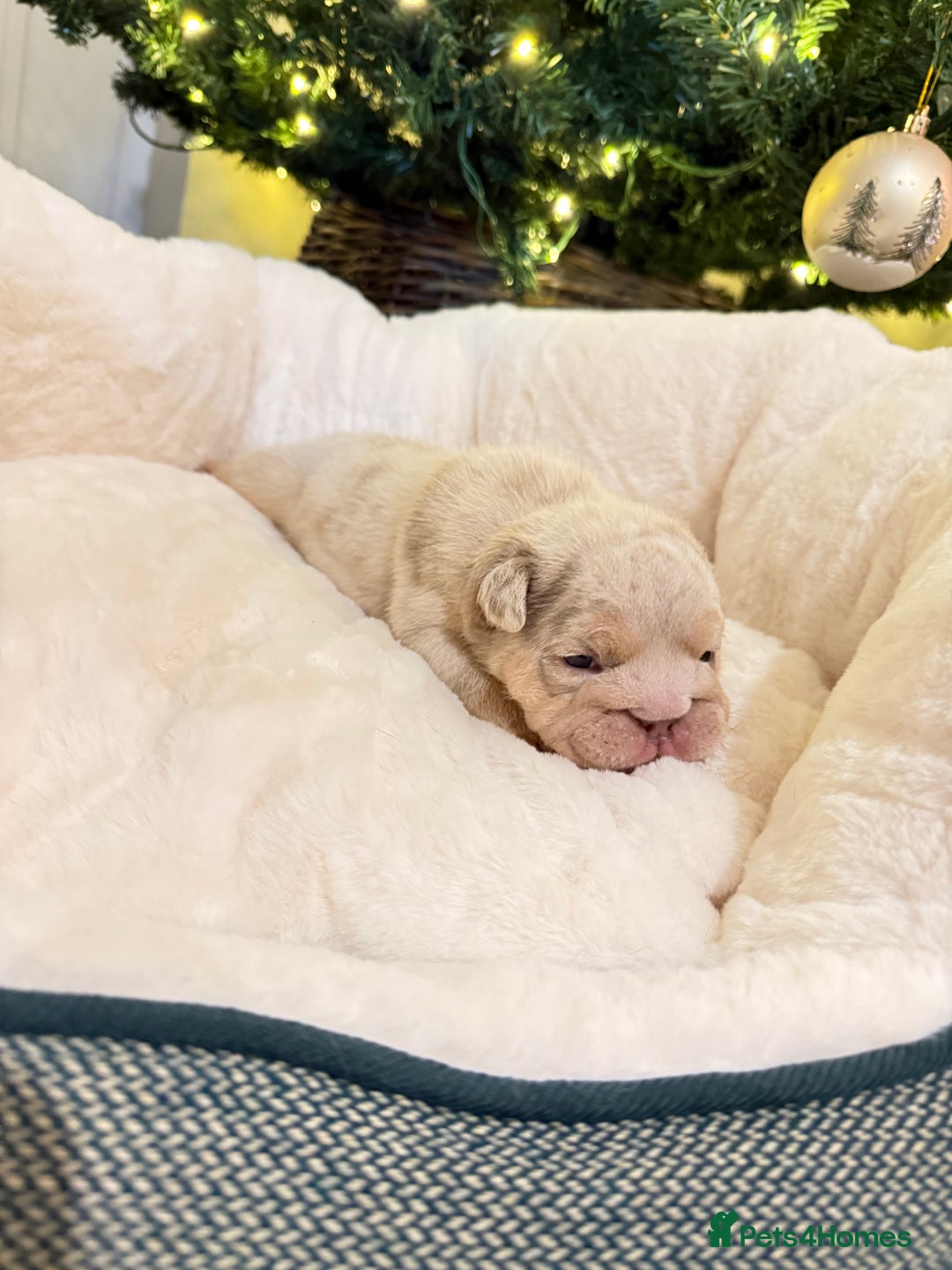 English Bulldog dogs for sale: Stunning English Bulldog Puppies 🐾🐶 - Advert 9