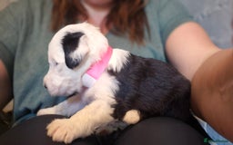 Mixed Breed dogs for sale: Old English Sheepdog puppies  OES X Golden Oldie - Image 7