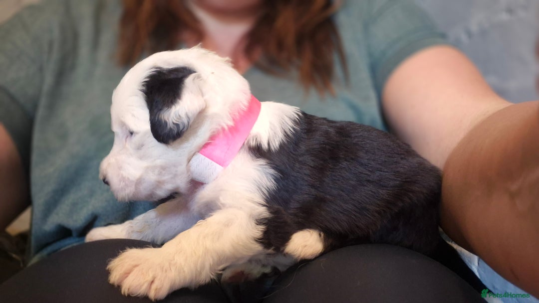 Mixed Breed dogs for sale: Old English Sheepdog puppies  OES X Golden Oldie - Image 7