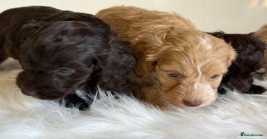 Cockapoo dogs - Advert 4