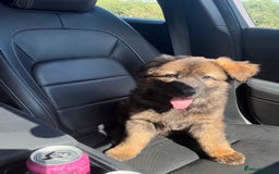 German Shepherd dogs for sale: 15 week old female German Sheppard  - Image 7