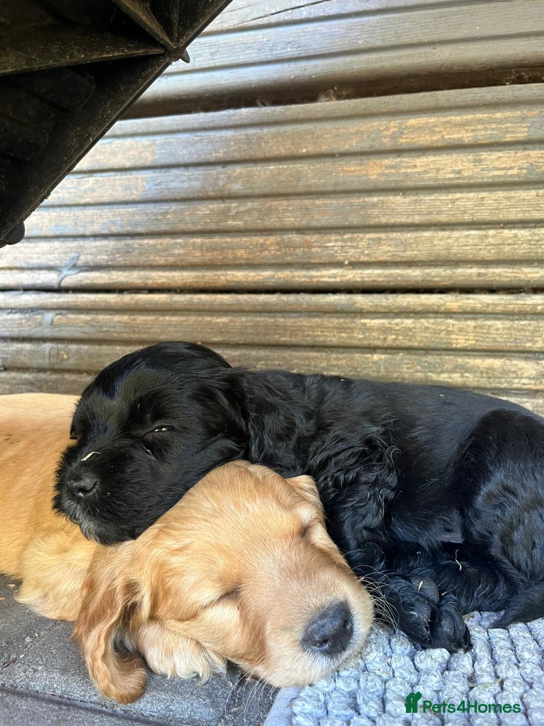 Mixed Breed dogs for sale: Cavapoo x cockapoo puppies in Loughborough - Image 22