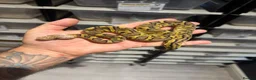 Python Snake reptiles for sale: Royal Python babies for sale…Various morphs. in Crewe - Advert 6