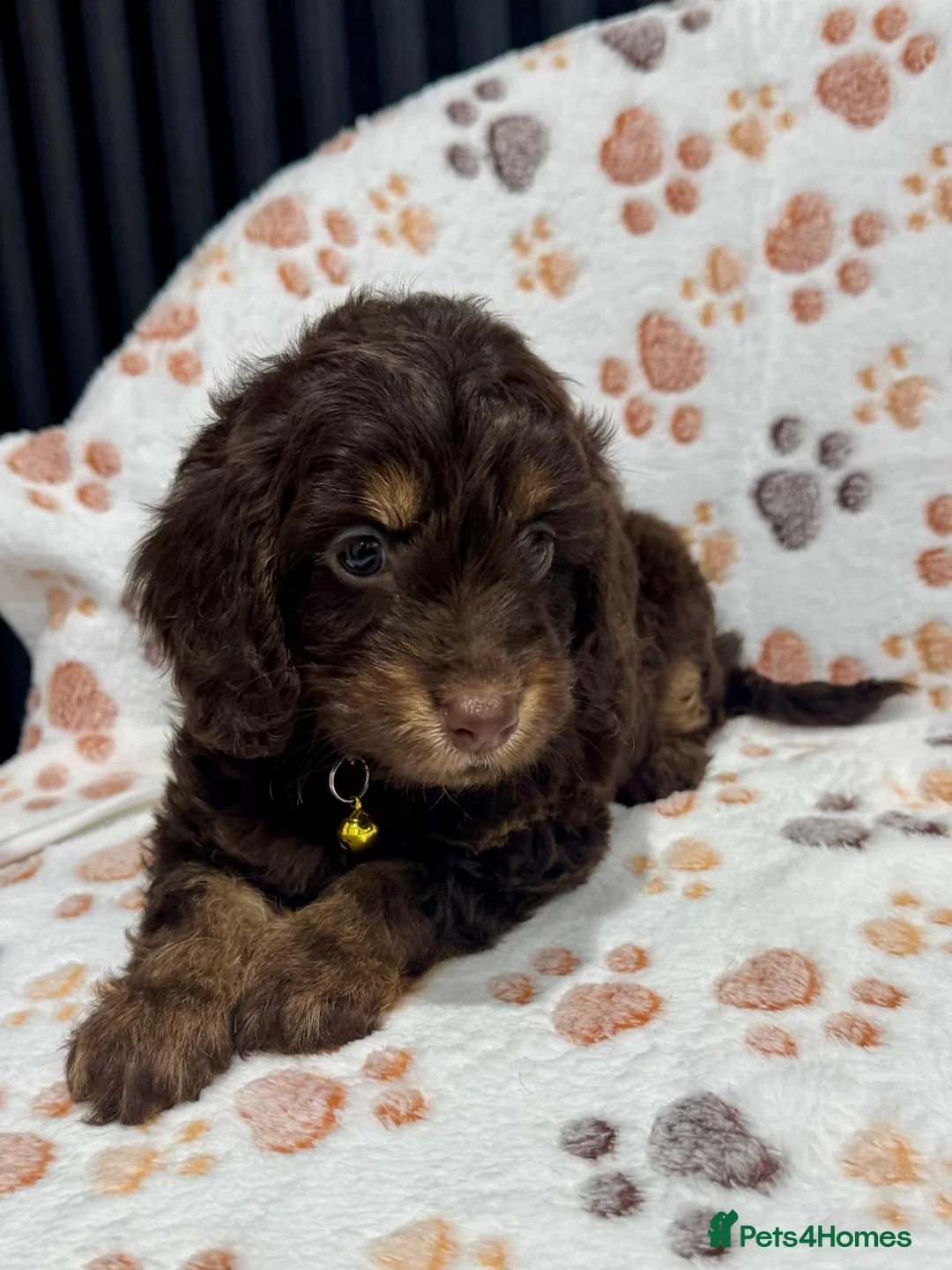 Cockapoo dogs for sale: Chocolate Phantom Cockapoo Puppies - Advert 10