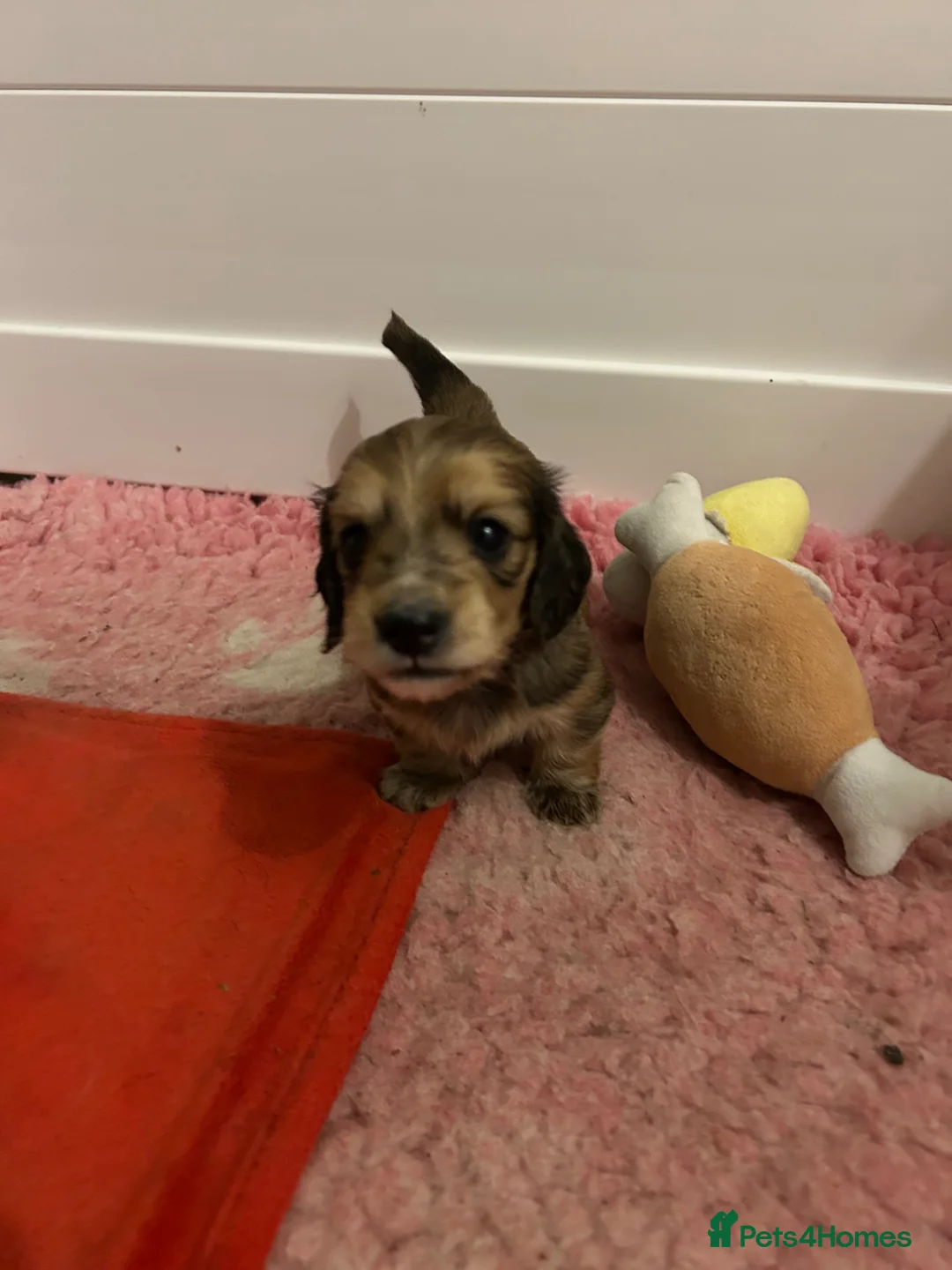 Miniature Dachshund dogs for sale: SHADED CREAM LONGHAIR MINIATURE DACHSHUND - Advert 2