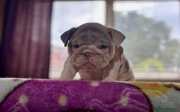 English Bulldog dogs for sale: Mr muscles pup 7 weeks old ready to go 28th  - Image 24
