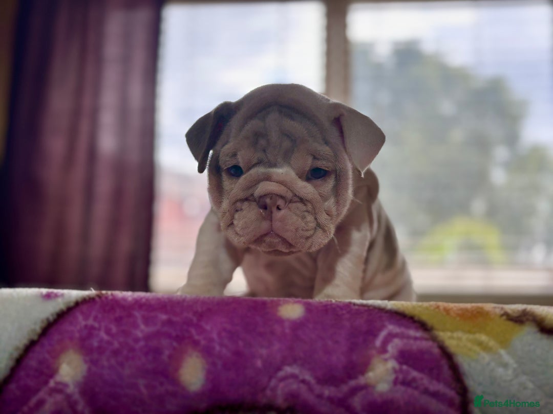 English Bulldog dogs for sale: Mr muscles pup 7 weeks old ready to go 28th  - Image 24