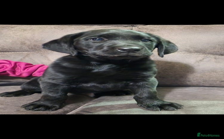 Labrador Retriever dogs - Advert 2