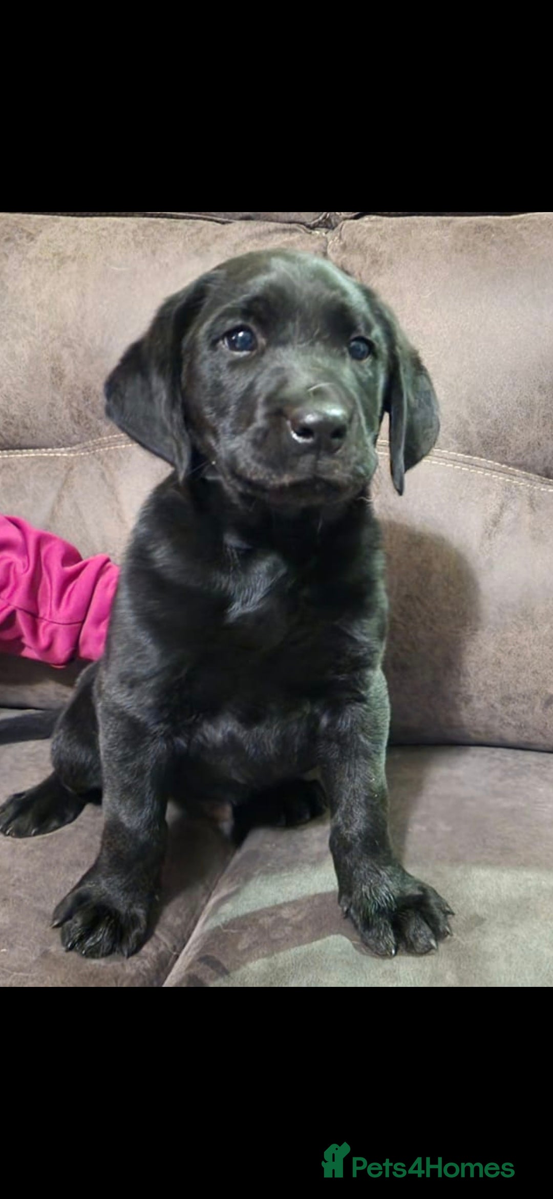 Labrador Retriever dogs for sale: KC Reg Labrador Puppies - Therapy Dog Mum - Image 1