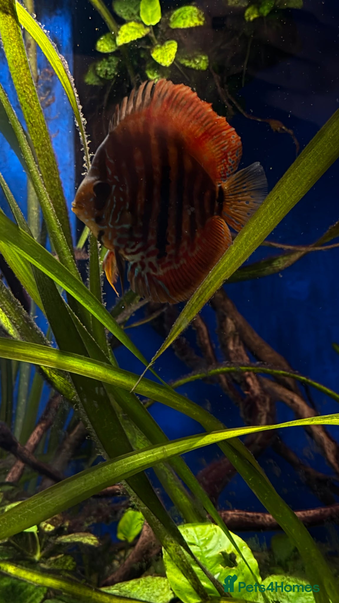 Discus fish Discus for sale  - Advert 3