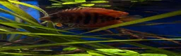 Discus fish for sale: Discus for sale  - Advert 1