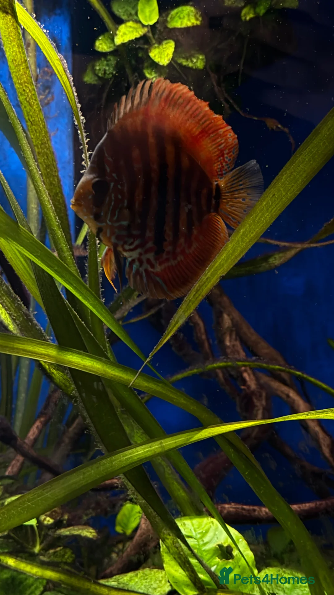 Discus fish for sale: Discus for sale  - Advert 1