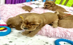 Cocker Spaniel dogs for sale: Top Quality KC Show Cockers FN PRCD-PRA CLEAR - Image 23